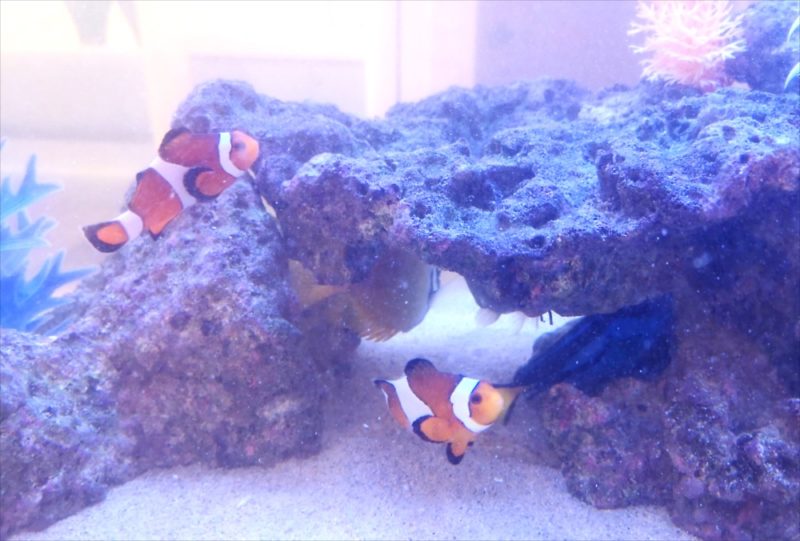 二俣川こどもクリニック様 90cm海水魚水槽 リース事例 水槽画像3