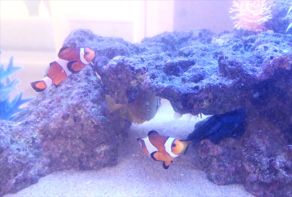 二俣川こどもクリニックの待合室　90cm海水魚水槽　カクレクマノミ画像