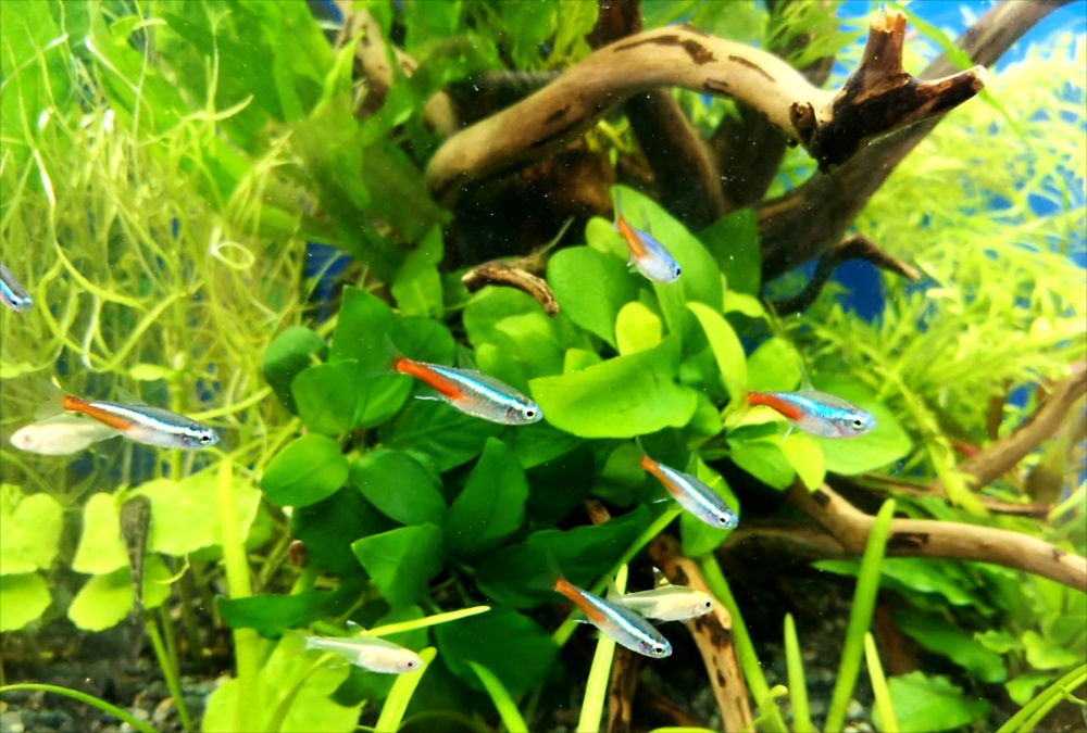 オフィスの受付ロビー 30cm淡水魚水槽 ネオンテトラ画像