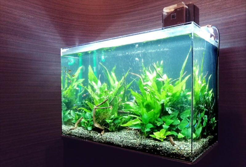 中央区 オフィス事務所 60cm淡水魚水槽 レンタル事例 水槽画像3