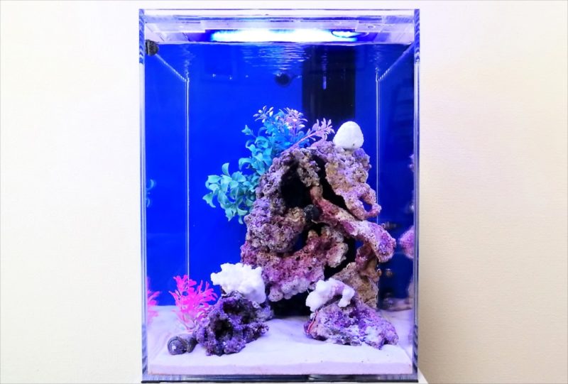 港区個人宅　30cm海水魚水槽 レンタル事例 水槽画像３