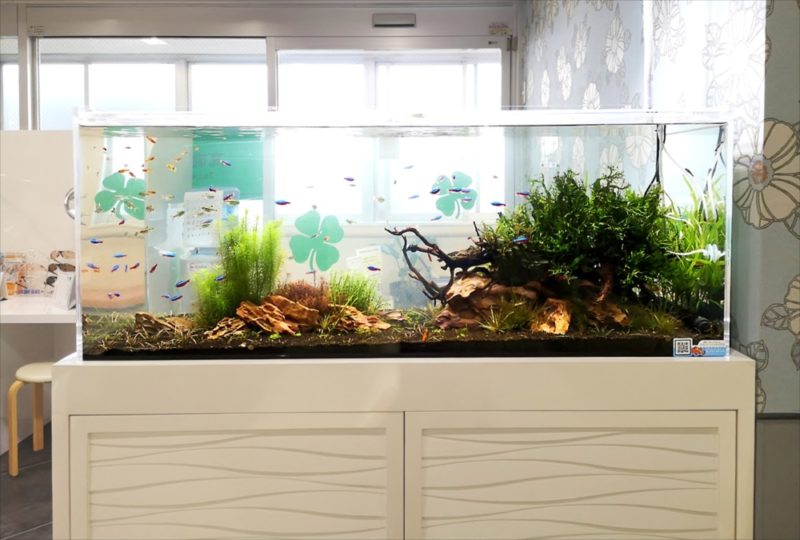 横浜 眼科クリニック 120cm淡水魚水槽 販売・メンテナンス事例 その後 水槽画像3