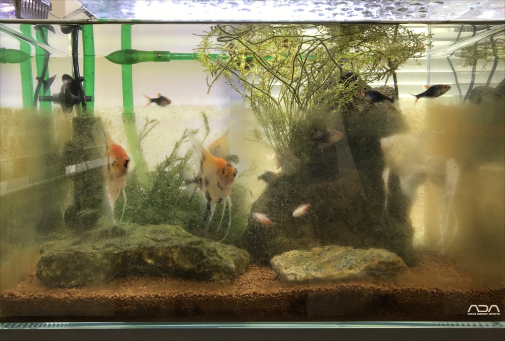 オフィス　45cm淡水魚水槽メンテナンス　コケ画像