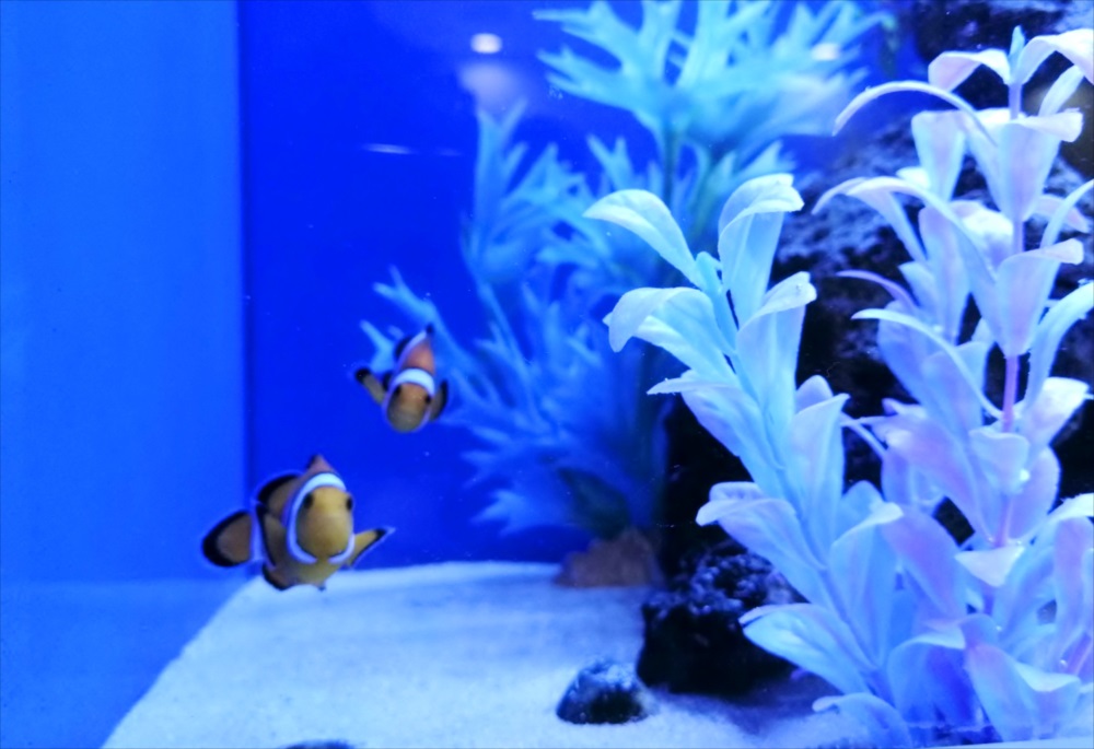 クリニックの待合室 大型海水魚水槽 カクレクマノミ画像