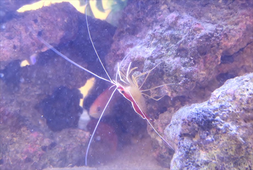 二俣川こどもクリニックの待合室　90cm海水魚水槽　スカンクシュリンプ画像