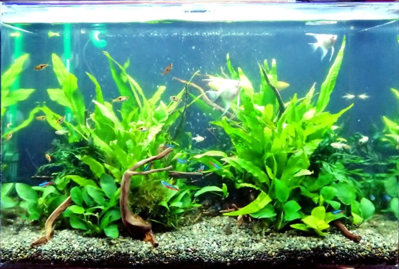 中央区 オフィス事務所 60cm淡水魚水槽 レンタル事例 水槽画像4