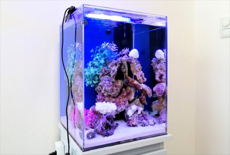 港区個人宅　30cm海水魚水槽 レンタル事例 水槽画像４