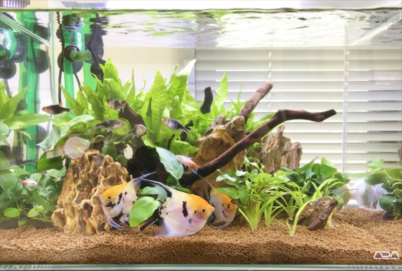 りんくう電設株式会社様　45cm淡水魚水槽 メンテナンス事例 水槽画像３