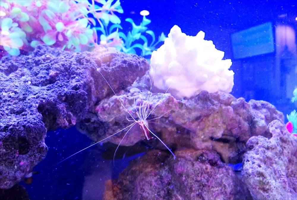 クリニックの待合室 大型海水魚水槽 エビ画像