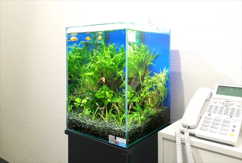 オフィスの受付ロビー　お試し水槽 レンタル事例 水槽画像５