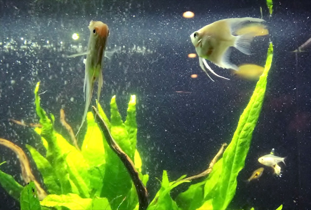 オフィス事務所 60cm淡水魚水槽 生体画像