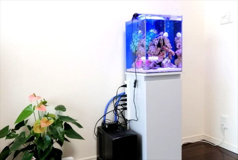 港区個人宅　30cm海水魚水槽 レンタル事例 水槽画像５