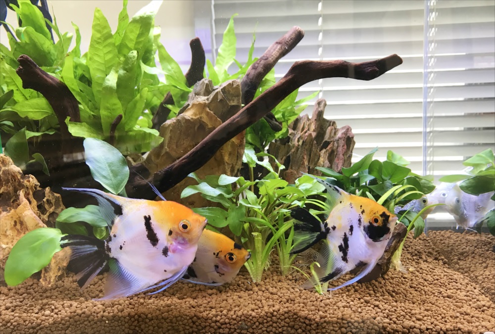 流木と水草を配置した水槽を泳ぐエンゼルフィッシュの群れ
