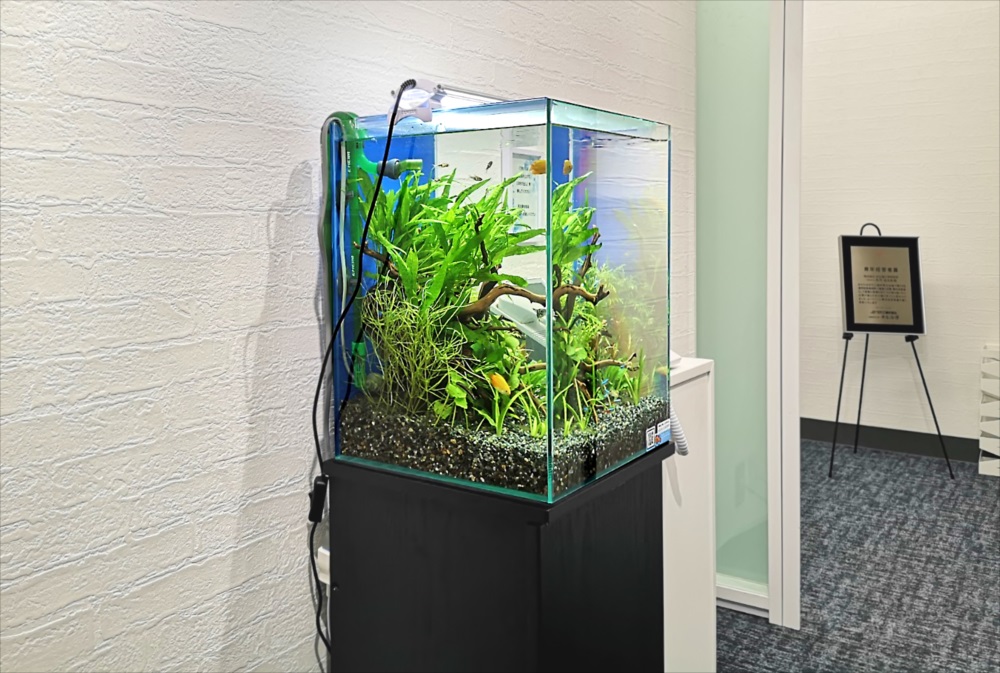 水草と流木を配置したオフィス設置の小型淡水魚水槽