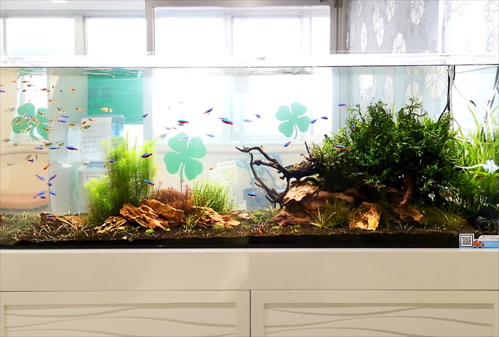 眼科クリニック 120cm淡水魚水槽 正面画像