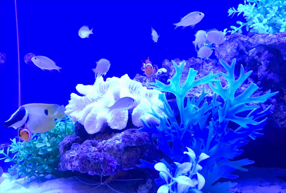 クリニック 待合室 90cm海水魚水槽 生体画像
