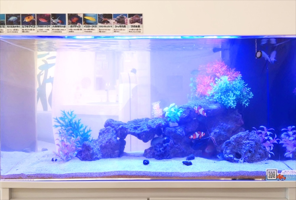 二俣川こどもクリニックの待合室　90cm海水魚水槽　正面アップ画像