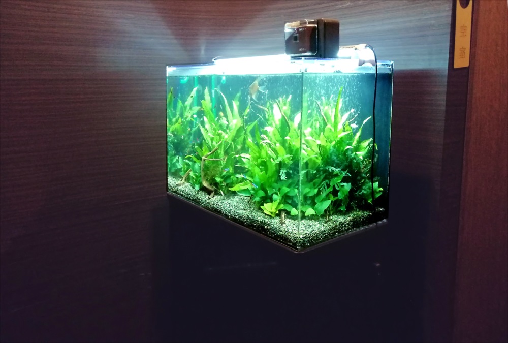 オフィス事務所 60cm淡水魚水槽 斜め画像