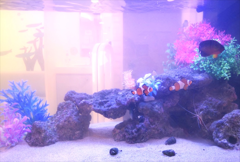 二俣川こどもクリニックの待合室　90cm海水魚水槽　レイアウト画像