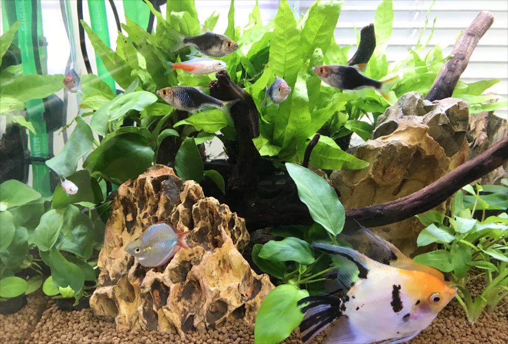 オフィス　45cm淡水魚水槽メンテナンス　生体アップ画像