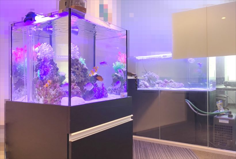 紫の照明に照らされた海水魚水槽と室内の大型水槽