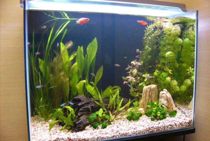 和風フィットネス　健屋 様　60cm淡水魚水槽　レンタル事例 水槽画像２
