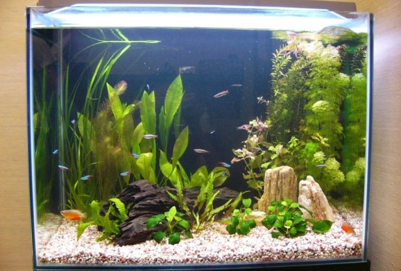 和風フィットネス　健屋 様　60cm淡水魚水槽　レンタル事例 水槽画像01