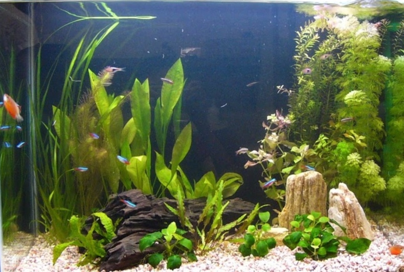 和風フィットネス　健屋 様　60cm淡水魚水槽　レンタル事例 水槽画像３