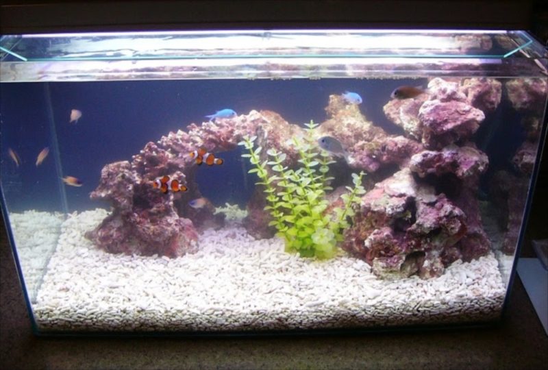 新宿区　個人宅　海水魚水槽　設置事例 水槽画像２