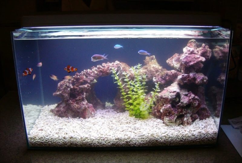 新宿区　個人宅　海水魚水槽　設置事例 水槽画像01