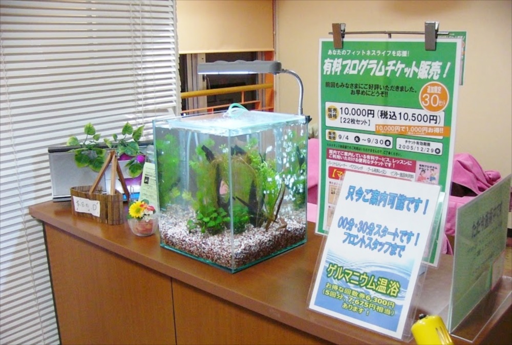 スポーツクラブ　ルネサンス練馬高野台 様　30cm淡水水槽　レンタル事例