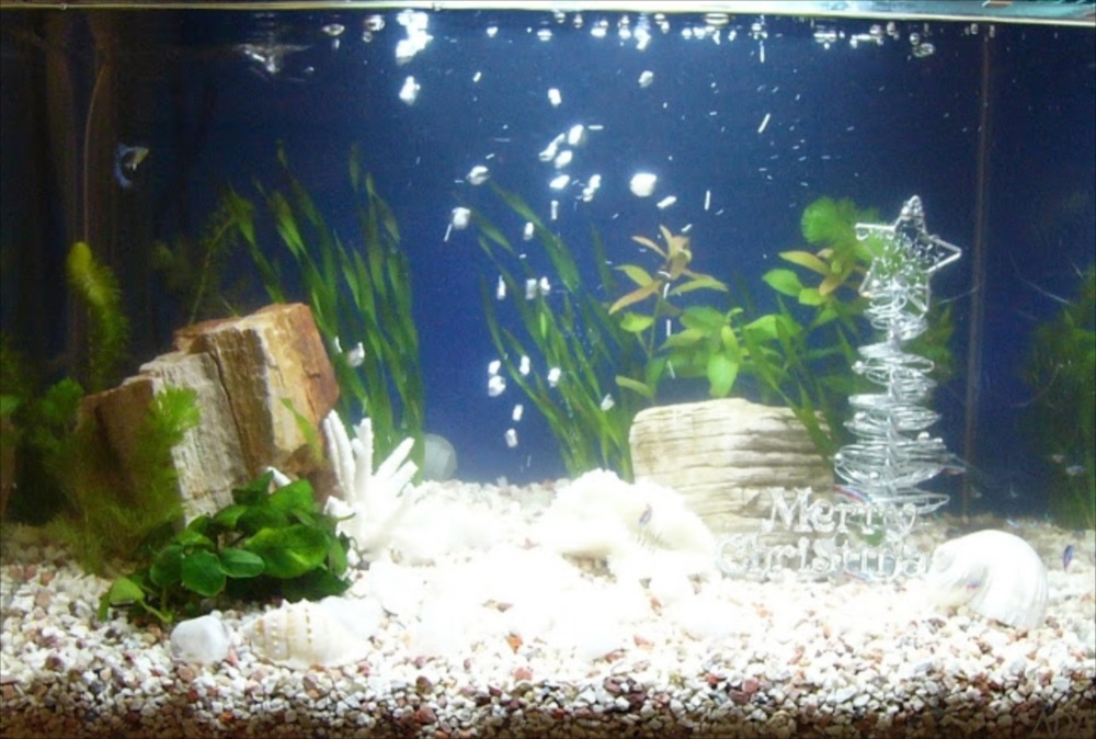 個人宅　60cm淡水魚水槽　アップ画像