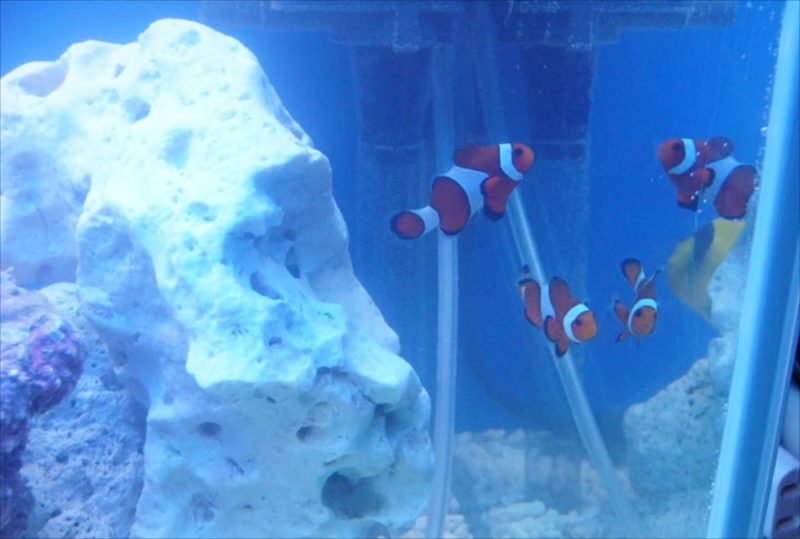 ナイトクラブ R410 様 90cmサンゴ水槽 設置事例 水槽画像3