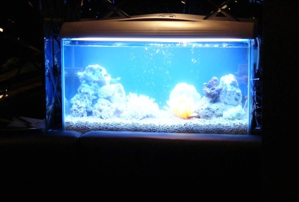 ナイトクラブ　海水魚水槽　全体画像
