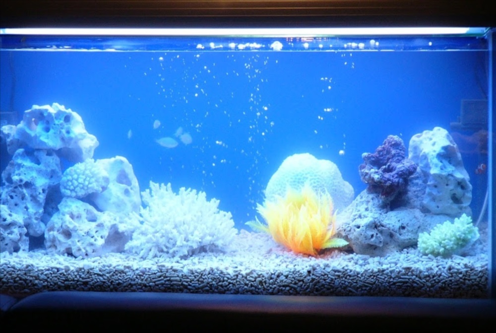 ナイトクラブ　海水魚水槽　斜め画像