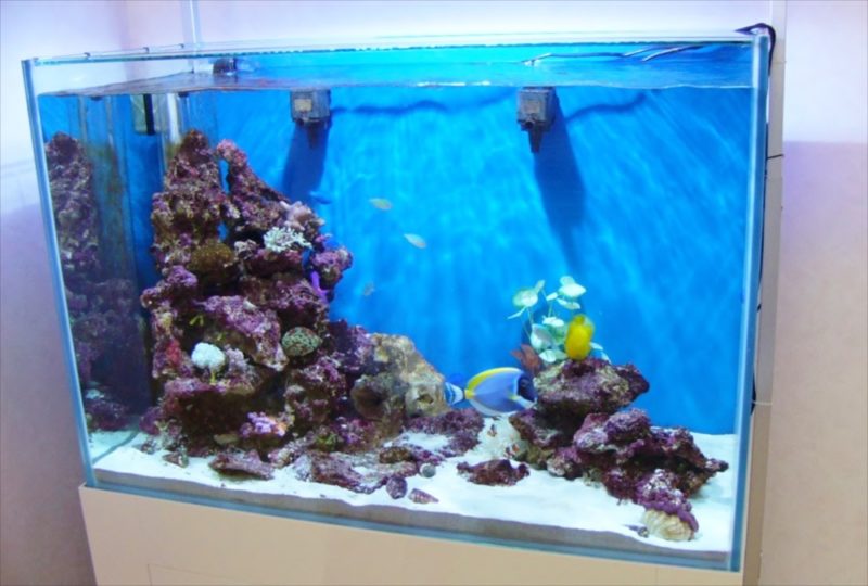 株式会社介護ブレーン様　90cmサンゴ水槽　設置事例 水槽画像４
