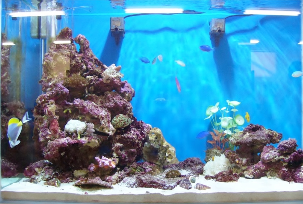 ライブロックを組んだ海水魚水槽と泳ぐ熱帯魚の全景