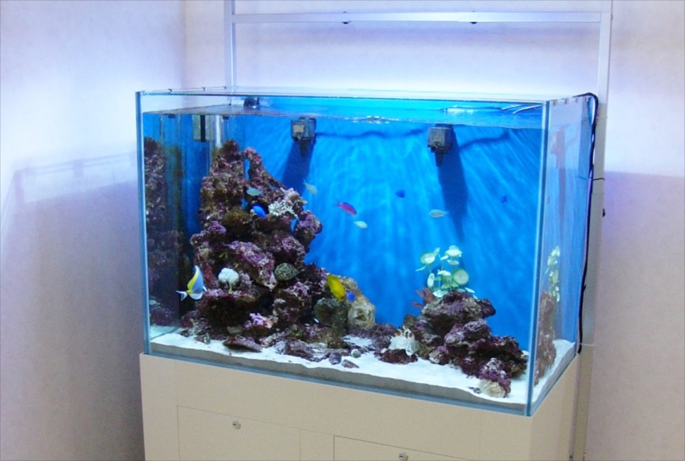 ライブロックと海水魚が泳ぐ青い背景の海水魚水槽