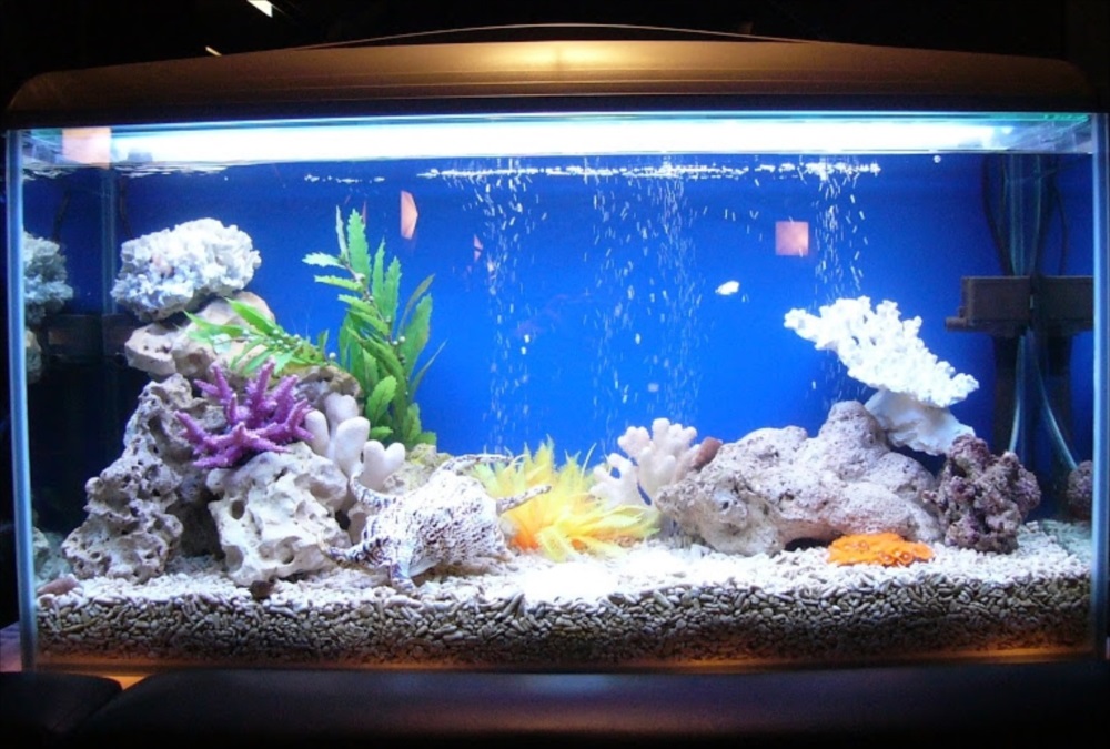 探偵バー　90cm海水魚水槽　レイアウト画像