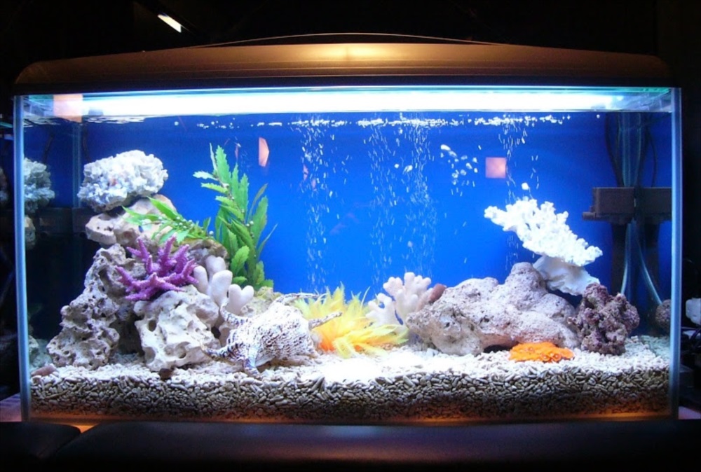 探偵バー　90cm海水魚水槽　アップ画像