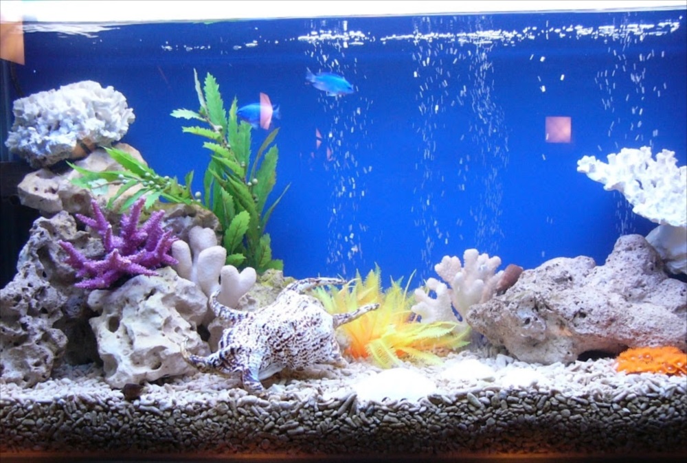 探偵バー　90cm海水魚水槽　生体画像
