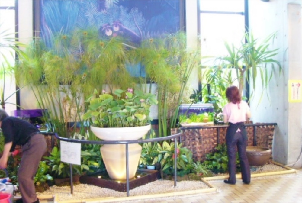 大きな白い鉢に植えられた水草と周囲の観葉植物の展示