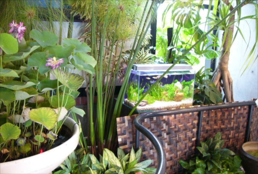 観葉植物に囲まれた小型水槽と睡蓮鉢のビオトープ