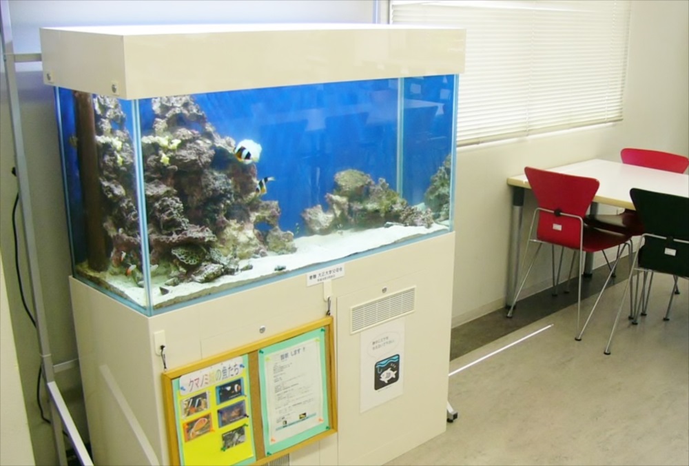大正大学　学生ラウンジ　海水魚水槽　アップ画像