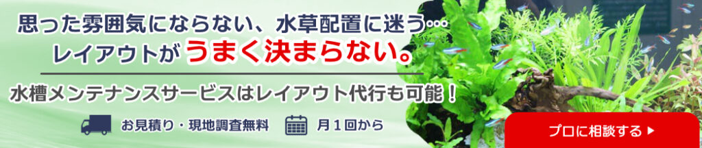 レイアウトが決まらない悩みを解決する水槽メンテナンス