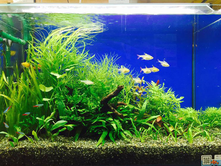 水草が茂る水槽内を泳ぐネオンテトラの仲間と小型魚