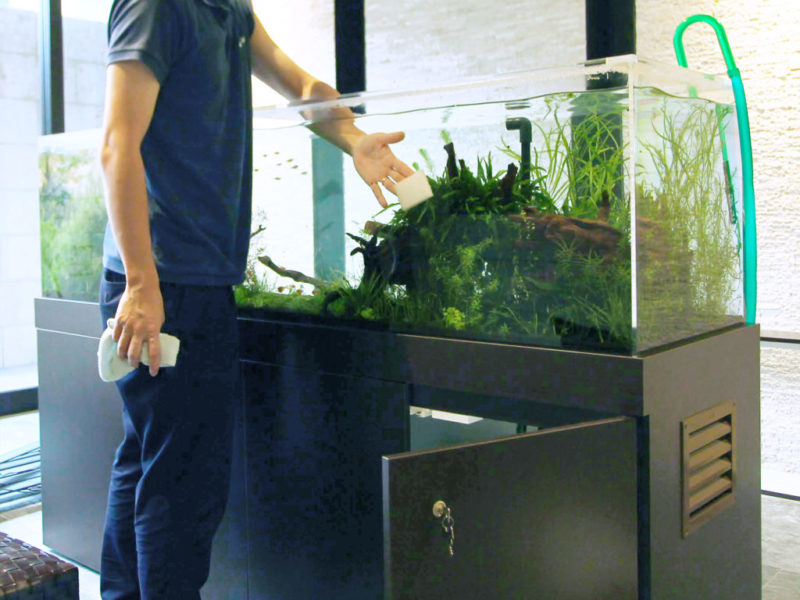 スポンジで水草水槽の壁面を掃除するスタッフの姿