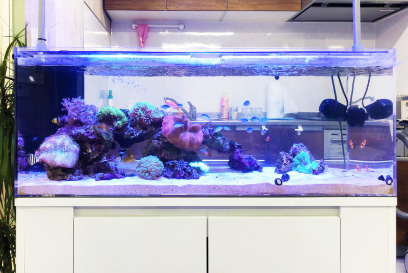 サンゴと海水魚が泳ぐキッチン設置の大型海水水槽
