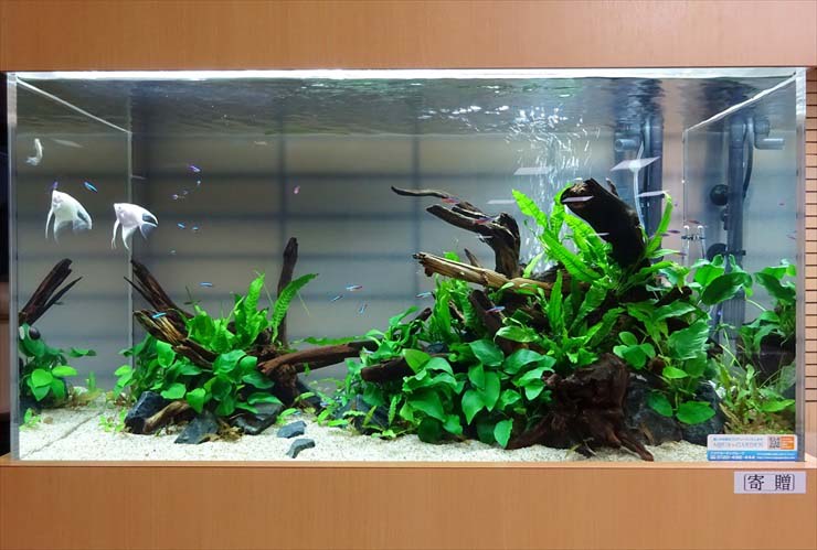 流木と水草にエンゼルフィッシュが泳ぐ大型水槽の全景