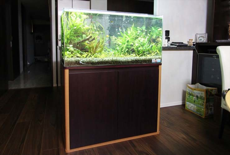 木目調の水槽台に設置された水草が茂る大型水槽